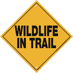 Wildlife in Trail